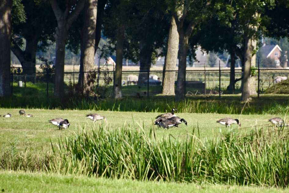 Een hele drukte.... - Vogels - 