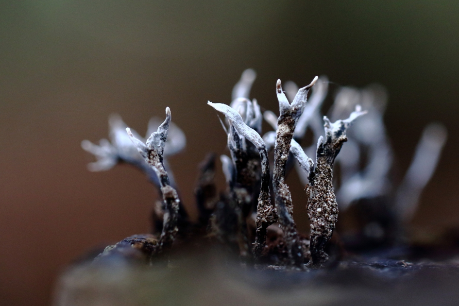 een hoop gezwam - Schimmels - geweizwam