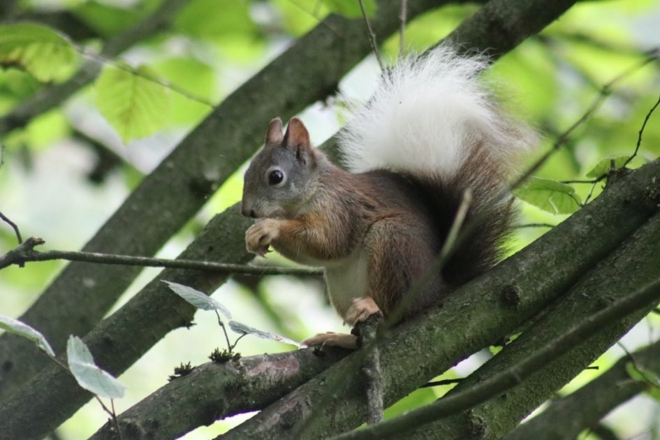Een lekker avondmaal - Zoogdieren - Eekhoorn