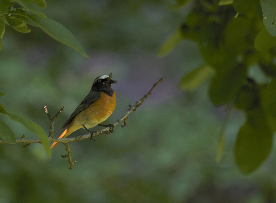 Een roodstaart net nog met zijn staartje in de zon - Vogels - Roodstaart