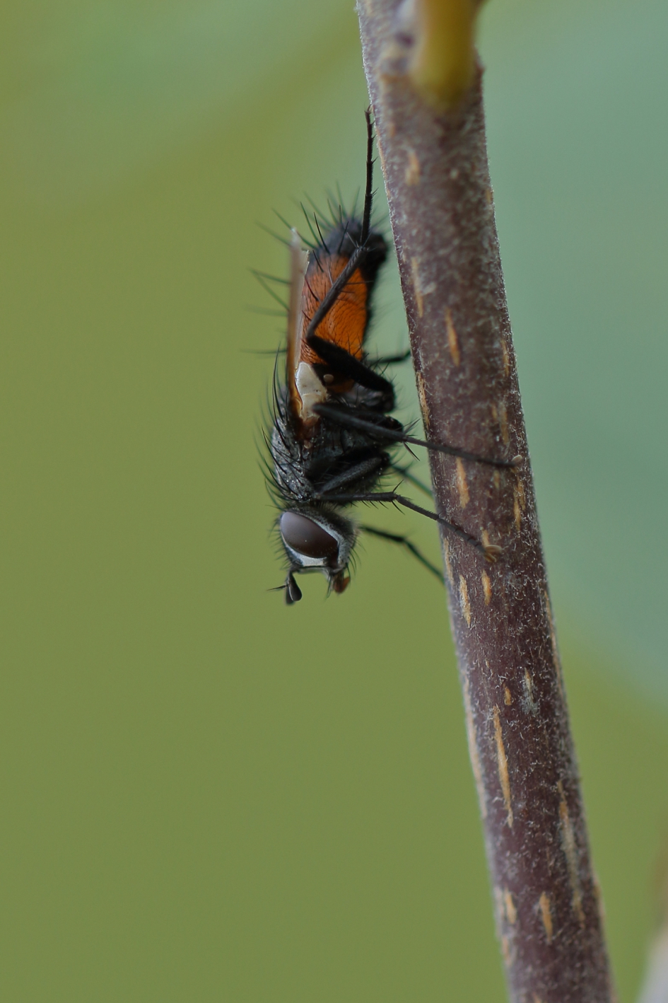 een sluipvlieg - Geleedpotigen - 