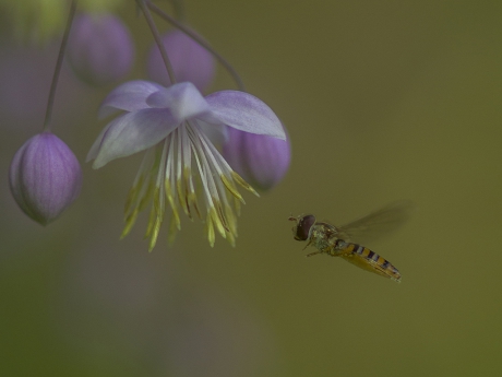 Snorzweefvlieg (Pyamazweefvlieg) (Episyrphus balteatus)