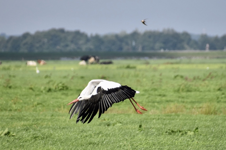 En dan toch de lucht in... - Vogels - 