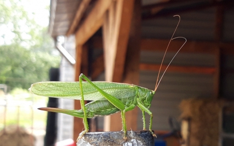 Enorme Stompwijkse krekel