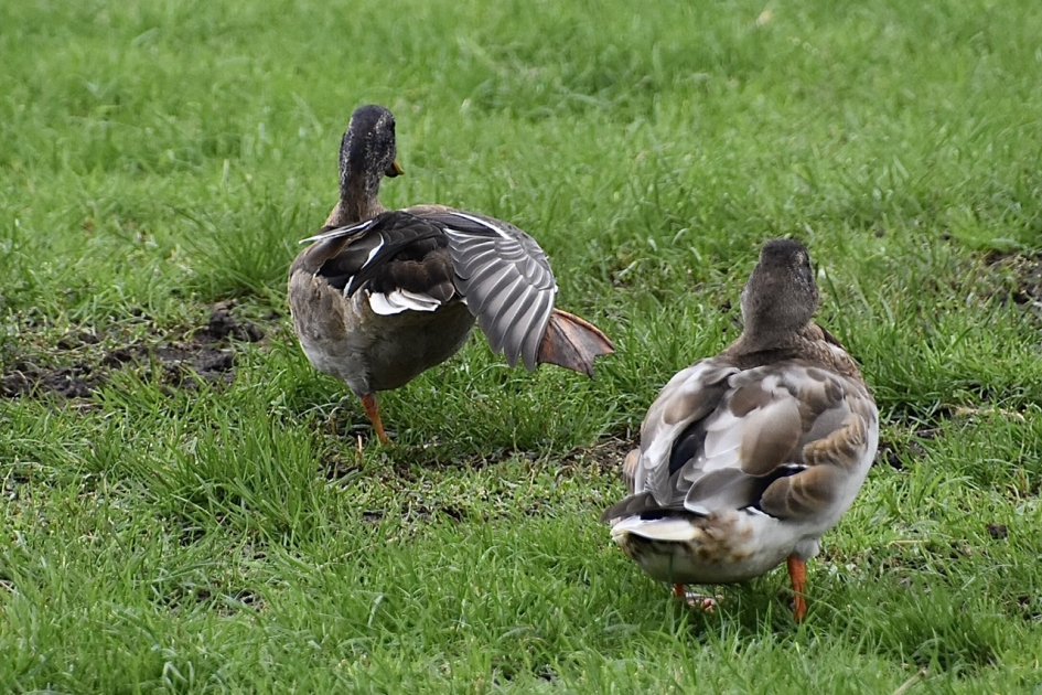 Even strekken - Vogels - 