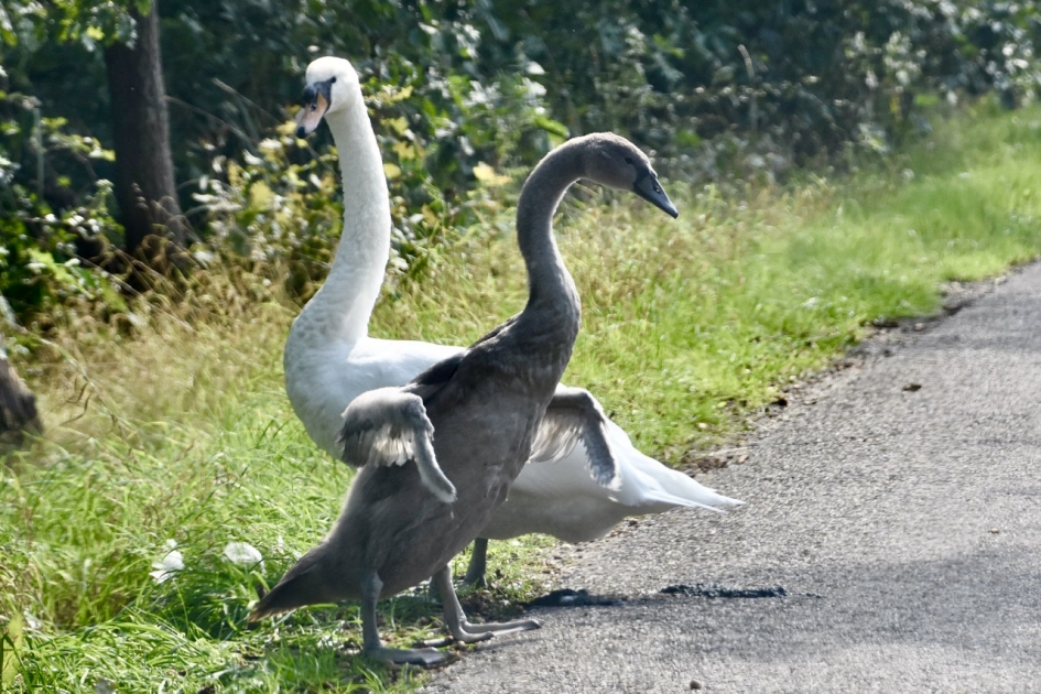 Even wapperen... - Vogels - 