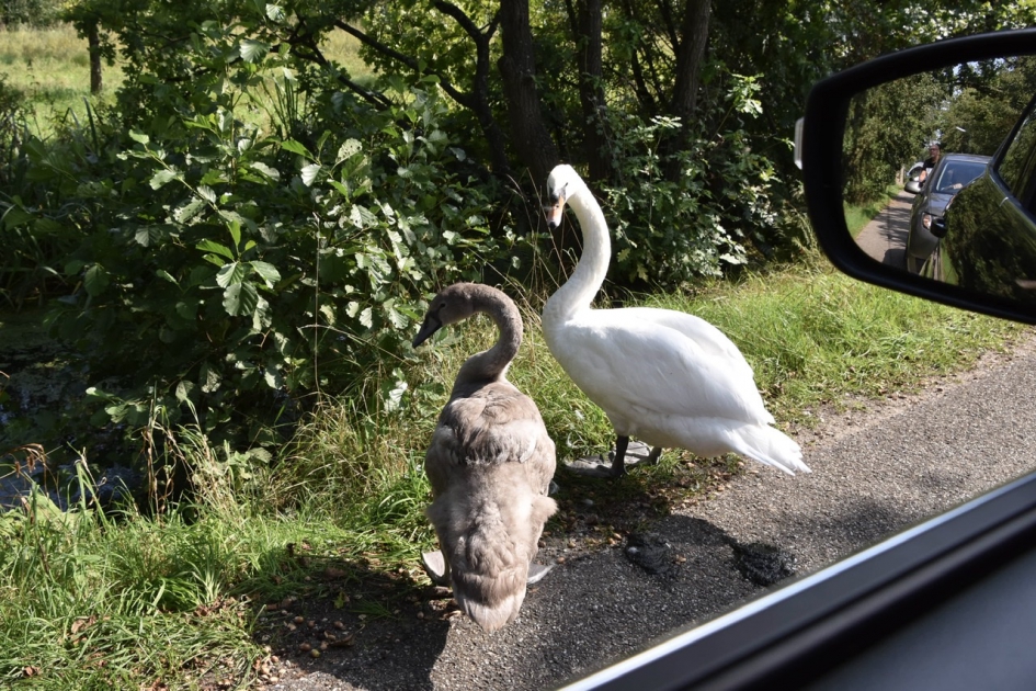 File veroorzaakt... - Vogels - 