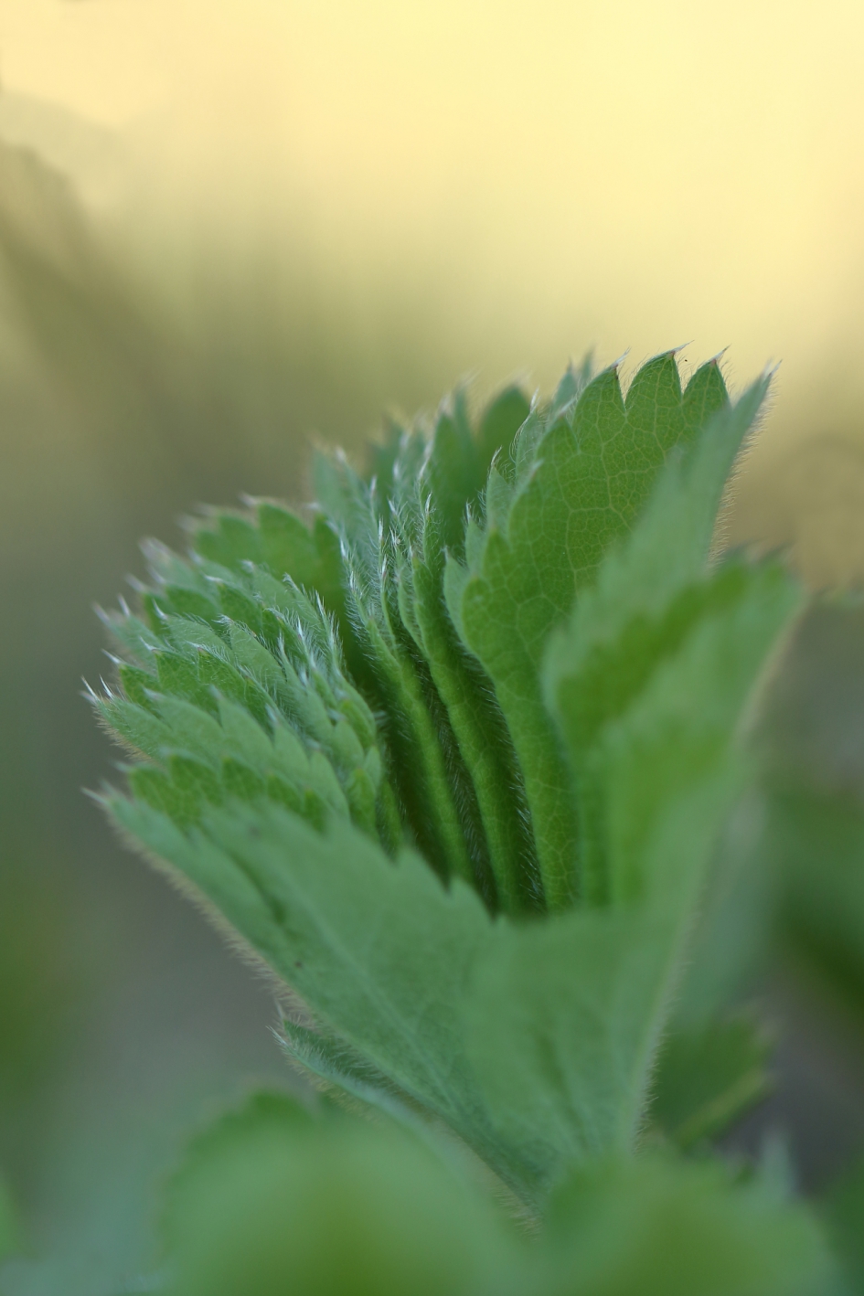 fraaie vrouwenmantel - Planten - fraaie vrouwenmantel