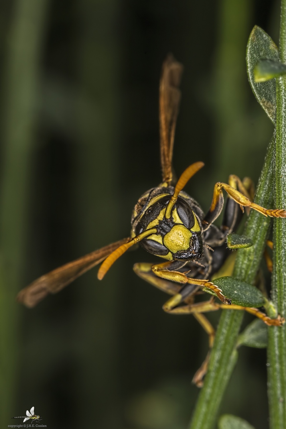 Franse veldwesp (Polistes dominula) - Geleedpotigen - Franse veldwesp
