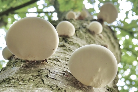 Frisse Berkenzwammen