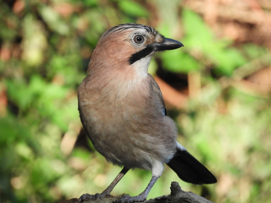 gaai - Vogels - gaai