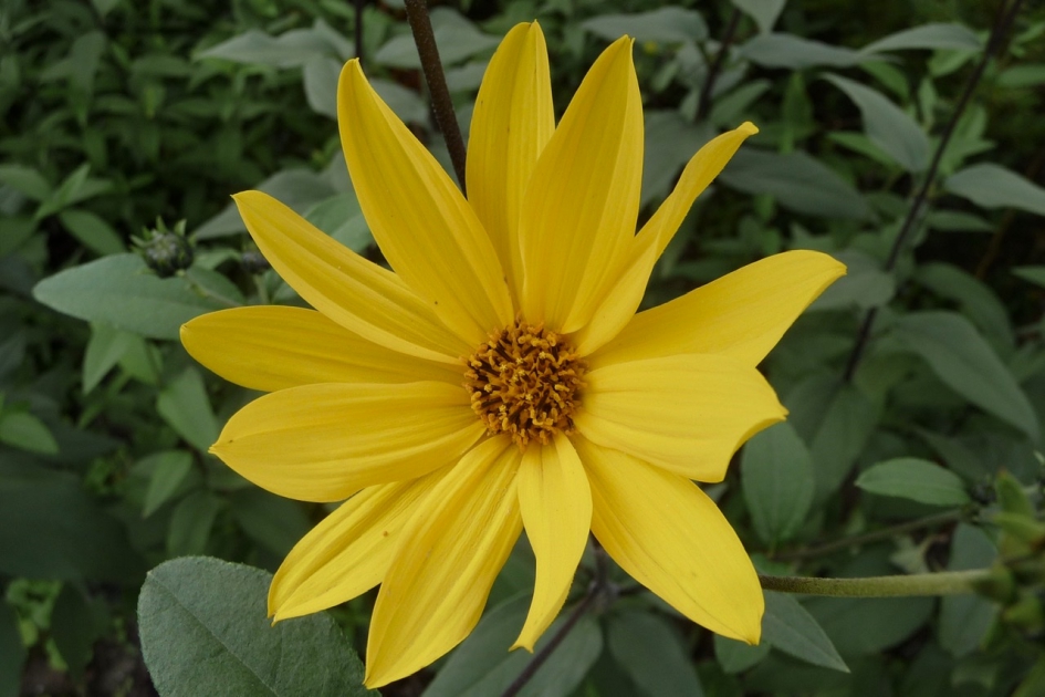 Een kleine zonnebloem ? - Planten - 