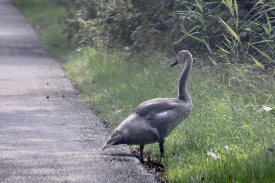Gelukt, aan de overkant.. - Vogels - 