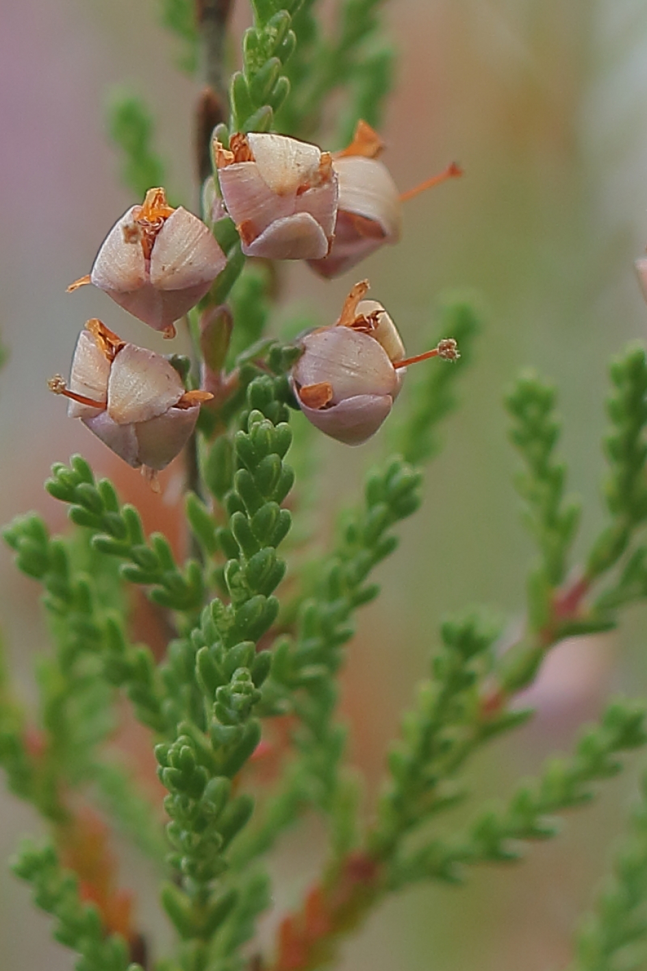 gewone dophei - Planten - gewone dophei