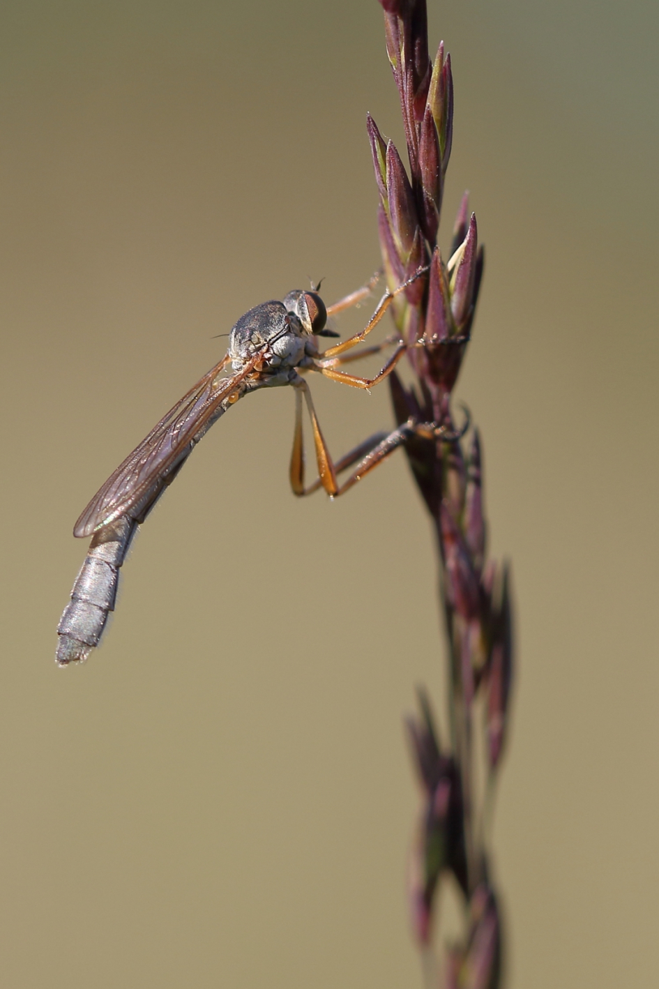 grasjager - Geleedpotigen - grasjager