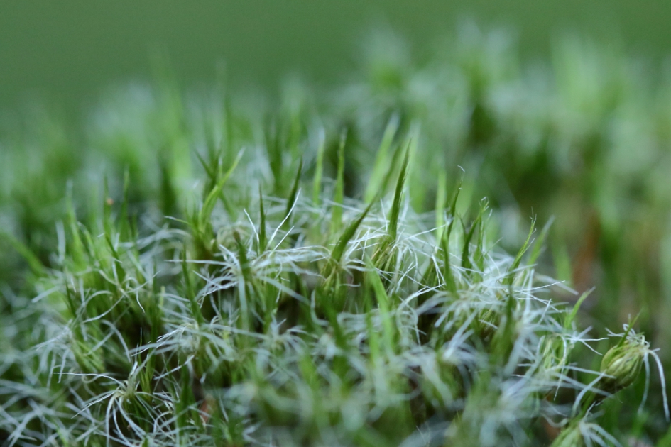 grijs kronkelsteeltje - Planten - grijs kronkelsteeltje