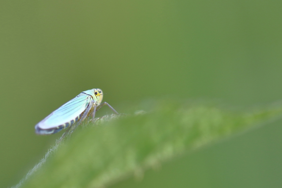 groene rietcicade - Geleedpotigen - groene rietcicade