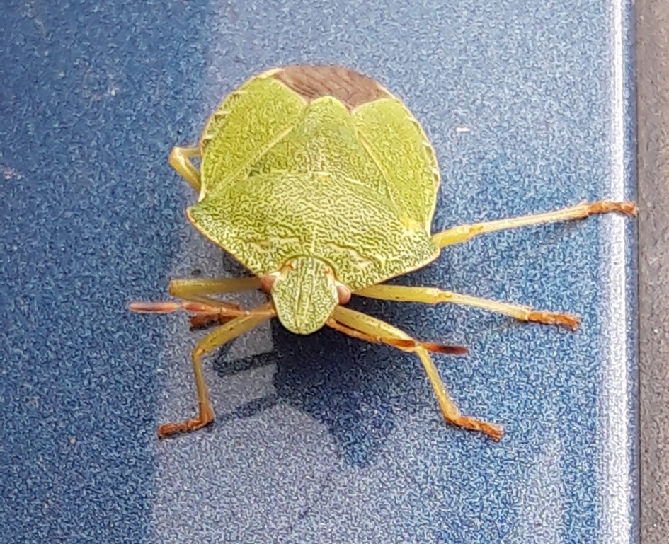 Groene Schildwants - Geleedpotigen - Groene schildwants