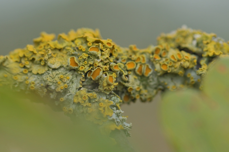 groot dooiermos - Planten - groot dooiermos