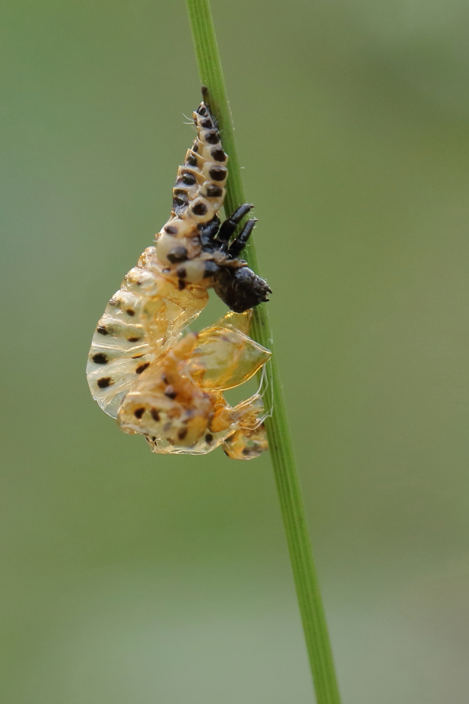 groot populierenhaantje - Geleedpotigen - groot populierenhaan