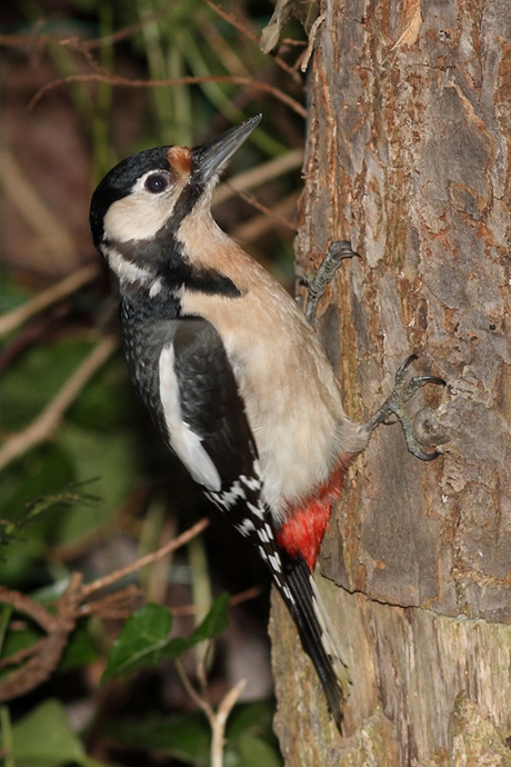 grote bonte specht -v-