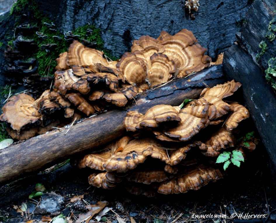 Grote Houtzwam - Schimmels - Grote Houtzwam