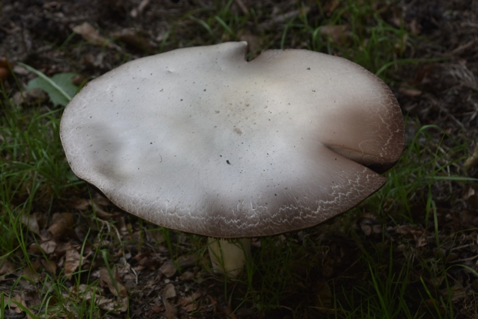 Grote paddenstoel - Schimmels - 