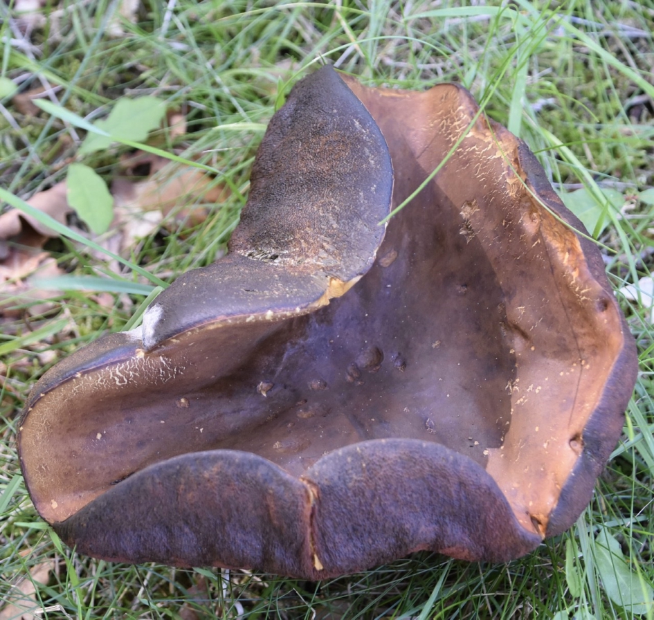 Grote paddenstoel - Schimmels - 