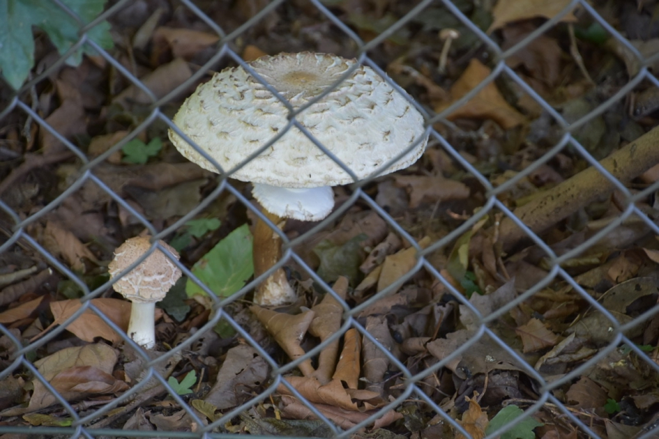 Grote parasolzwam... - Schimmels - 