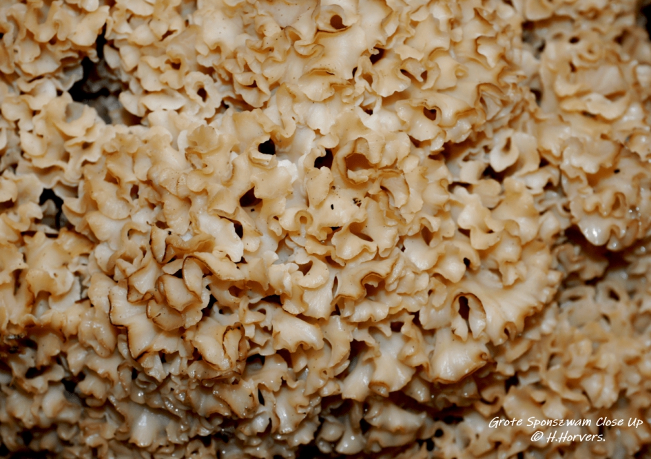 Grote Sponszwam Close Up. - Schimmels - Grote Sponszwam Close Up.