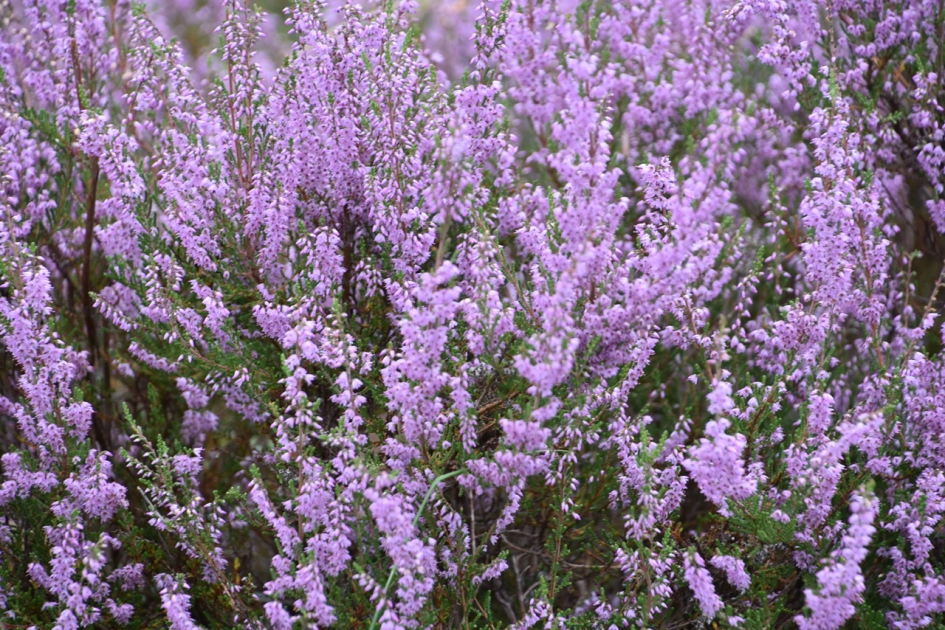 Heide - Planten - 