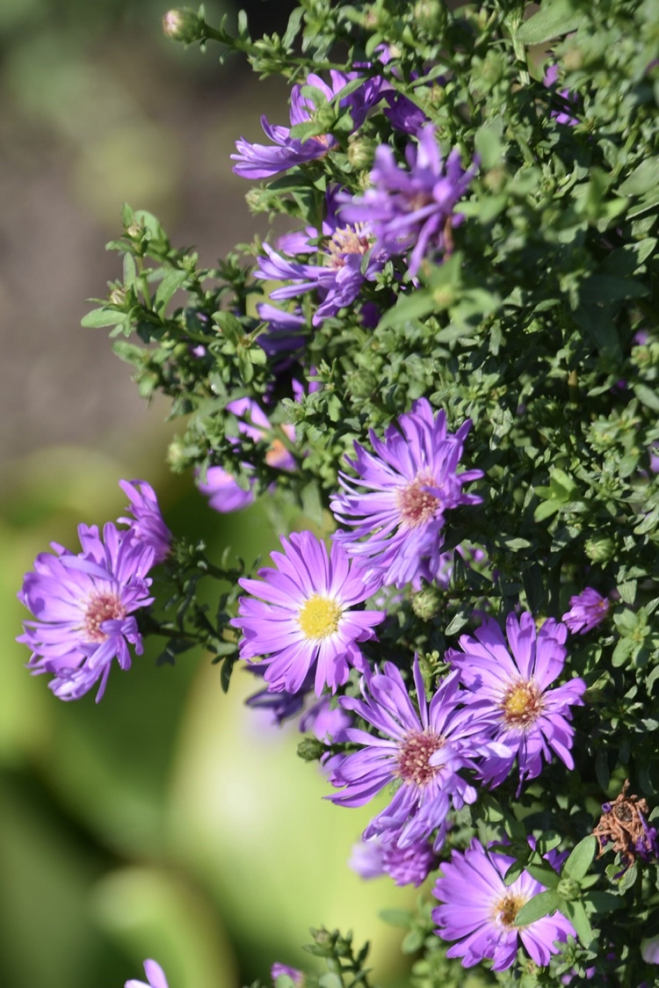 Herfstasters - Planten - 