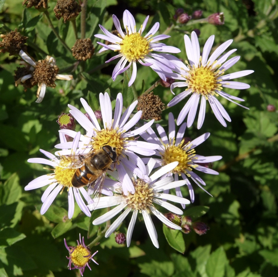 Herfstasters met bezoek - Planten - 