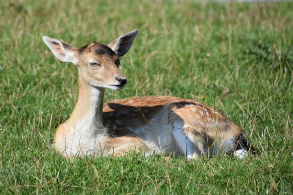 Hertje - Zoogdieren - 