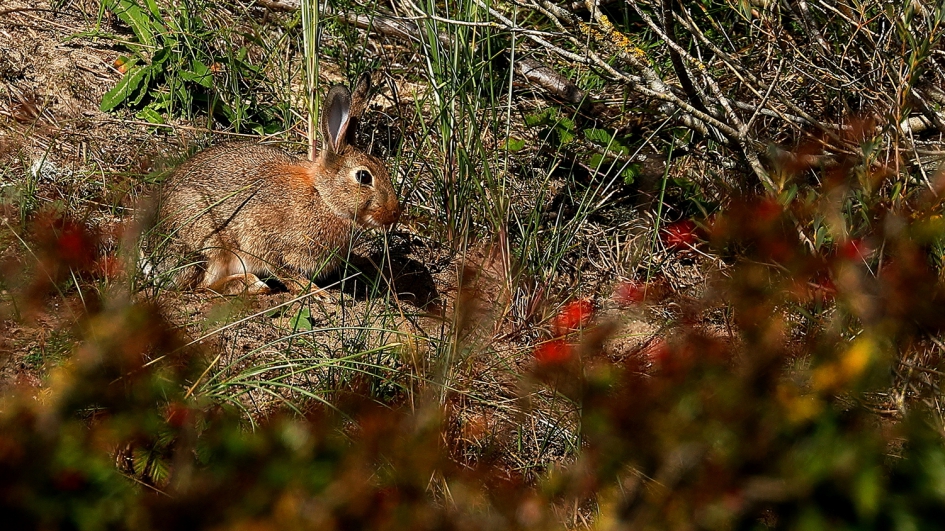 Het Duinkonijn - Zoogdieren - duinkonijn