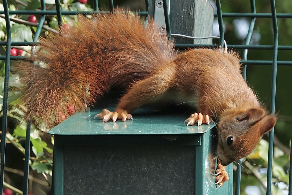Hoe moet dit open? - Zoogdieren - Eekhoorn