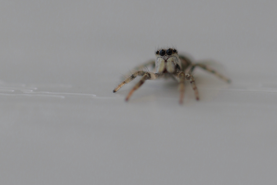 huisspringspin - Geleedpotigen - huisspringspin