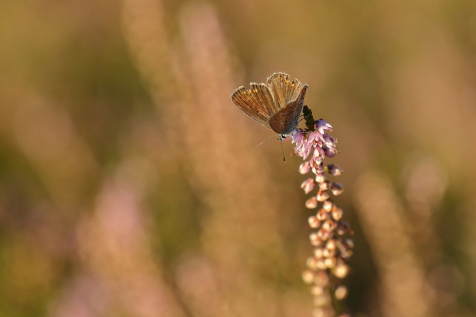 icarusblauwtje - Geleedpotigen - icarusblauwtje