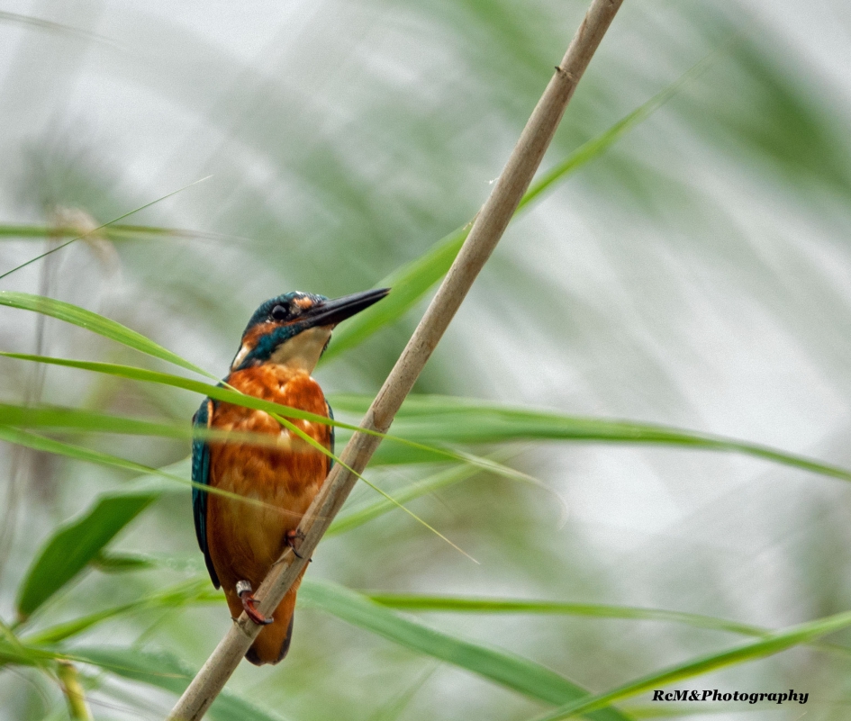 IJsvogel. - Vogels - IJsvogel.