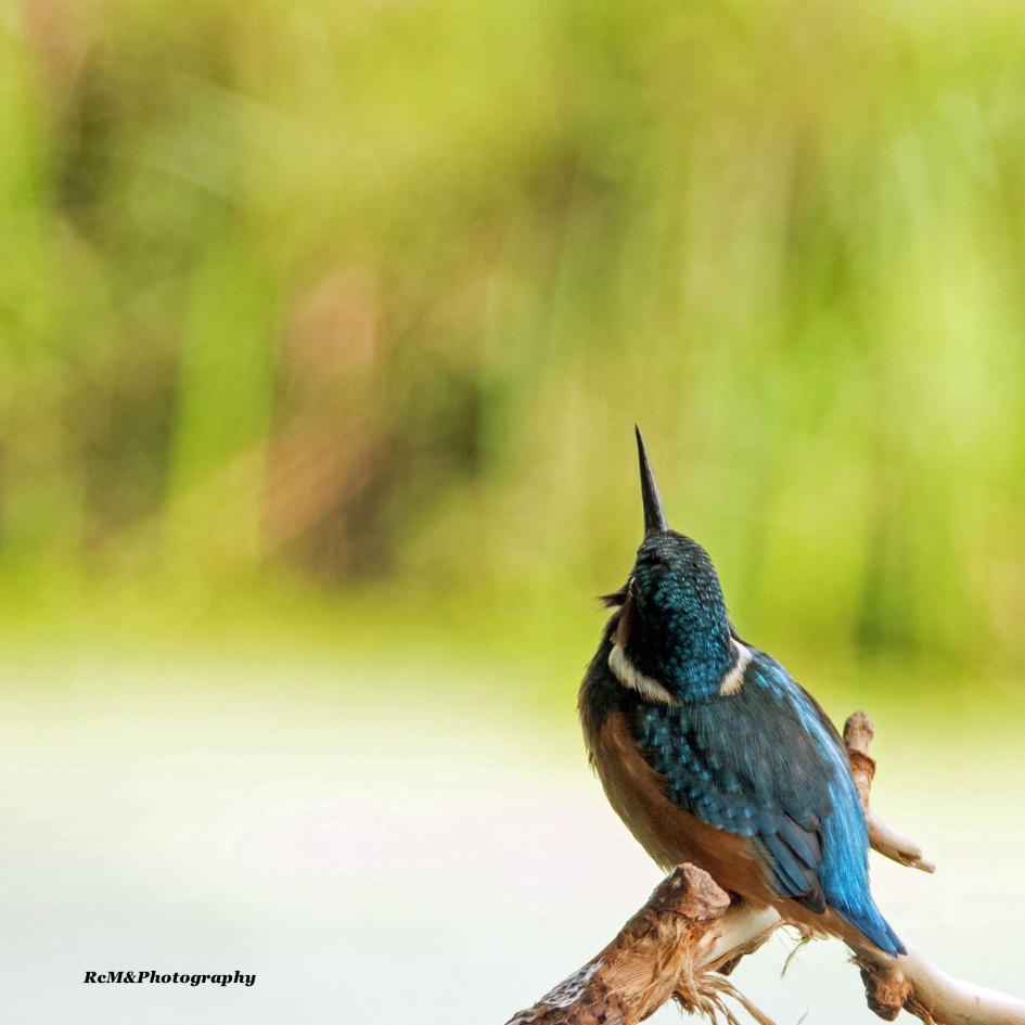 IJsvogel. - Vogels - IJsvogel.
