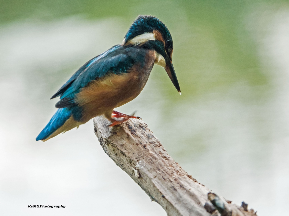 IJsvogel. - Vogels - IJsvogel.