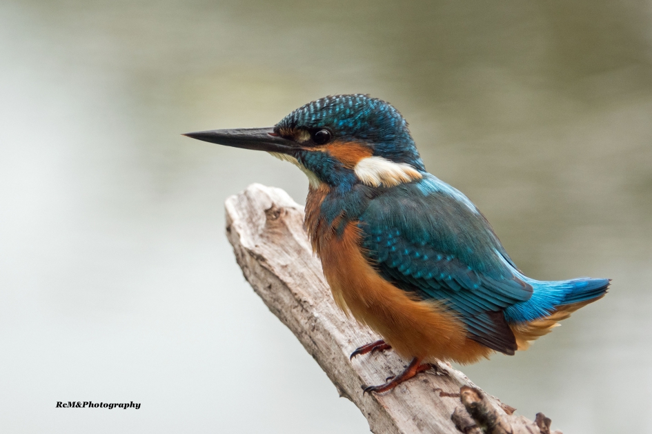IJsvogel. - Vogels - IJsvogel.