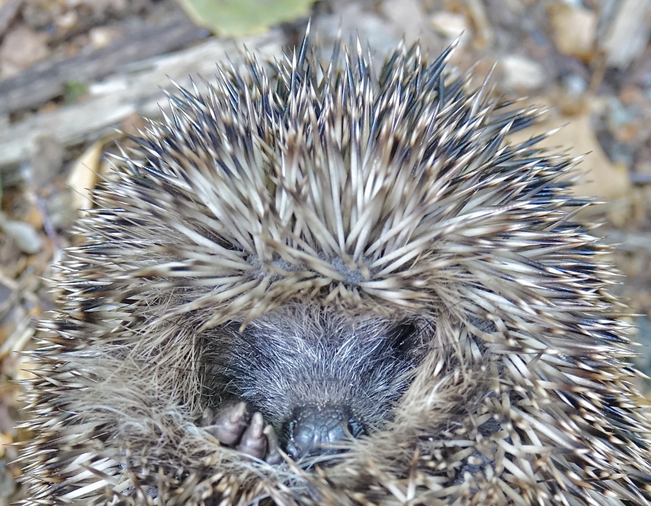 Jonge Egel 2 - Zoogdieren - Egel