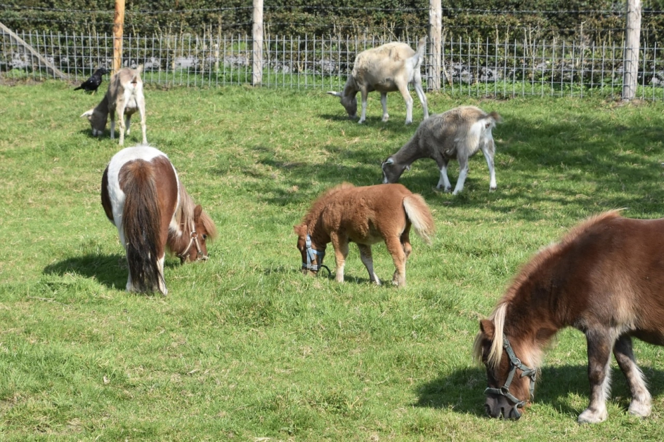 Jong pony veulen - Zoogdieren - 