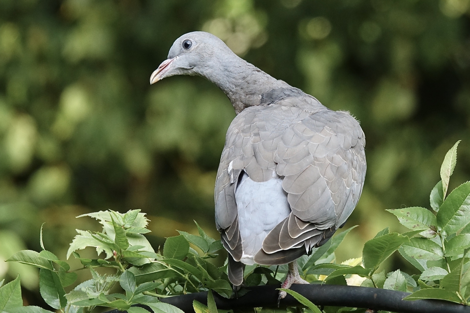 Jonkie - Vogels - Houtduif