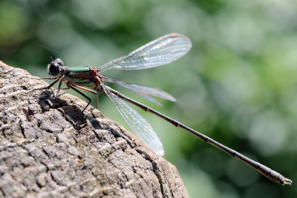 Juffer - Geleedpotigen - 