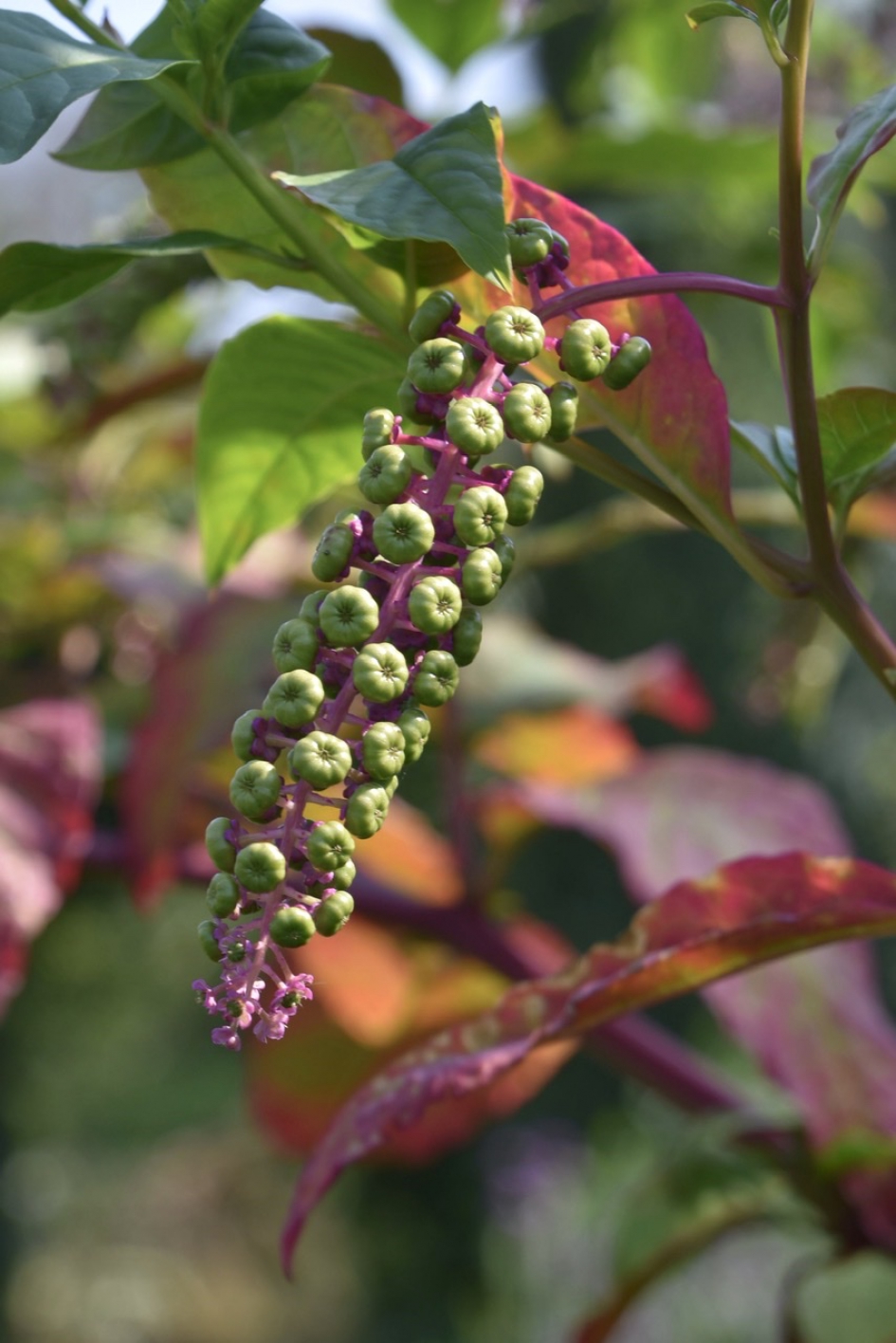 Karmozijnbes - Planten - 