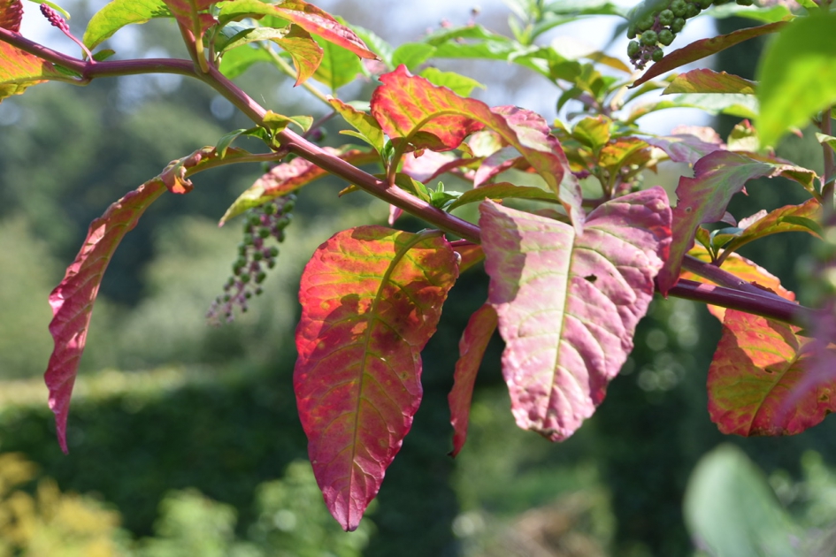 Karmozijnbes - Planten - 
