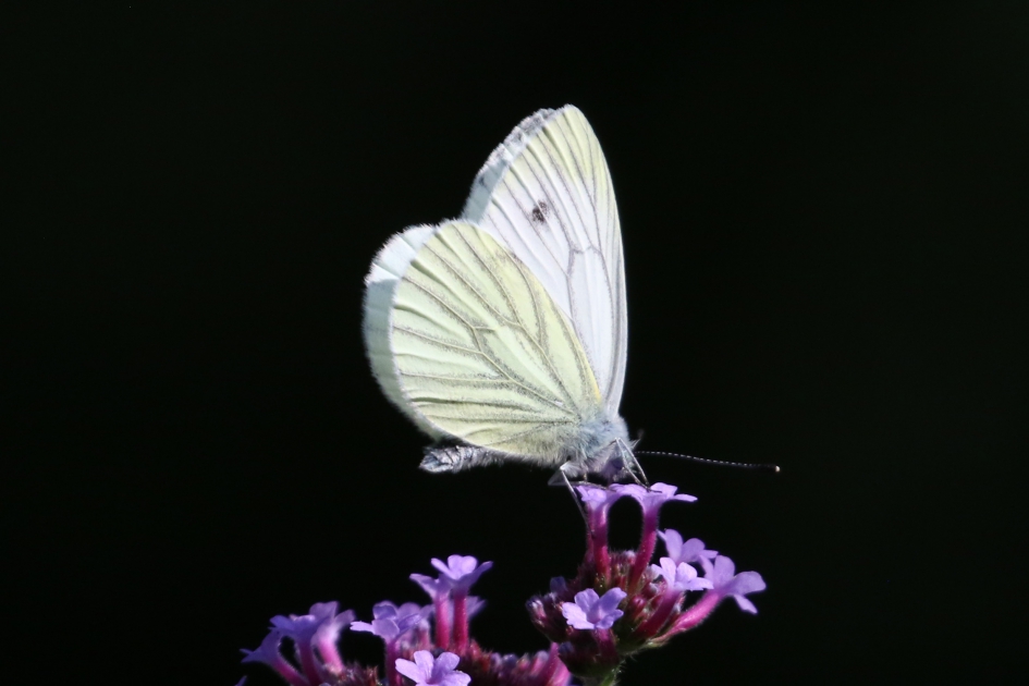 Klein koolwitje - Geleedpotigen - 