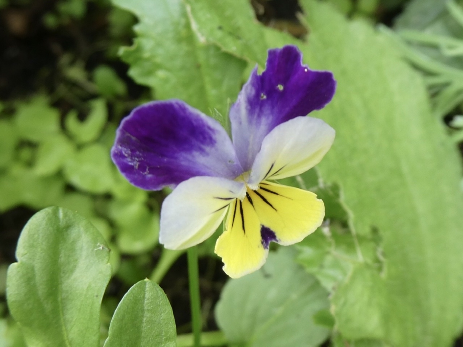 Klein viooltje - Planten - 